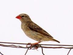 Quelea quelea lathamii