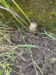 Lissachatina fulica