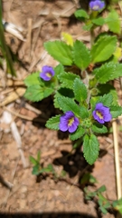 Stemodia verticillata