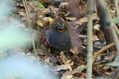 Arborophila rufogularis