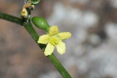 Kedrostis nana
