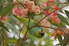 Parvipsitta porphyrocephala