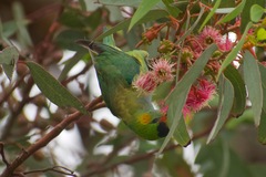 Parvipsitta porphyrocephala