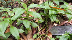 Platylepis occulta