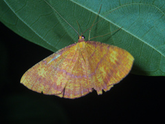 Eumelea biflavata