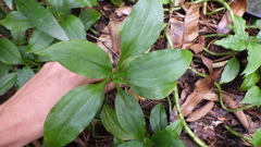 Platylepis occulta