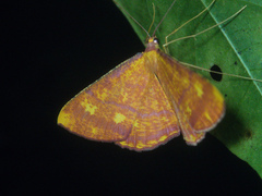 Eumelea biflavata