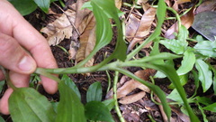 Platylepis occulta
