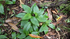 Platylepis occulta