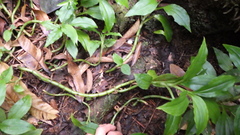 Platylepis occulta