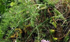 Foeniculum vulgare