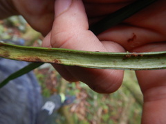 Haplopteris ensiformis