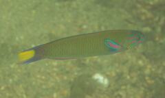Thalassoma lunare