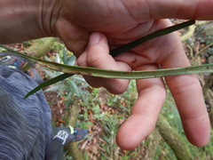Haplopteris ensiformis