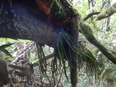 Haplopteris ensiformis