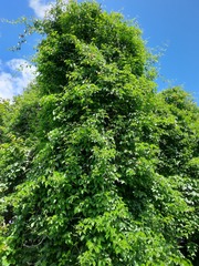 Amphilophium crucigerum