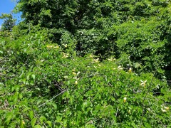 Amphilophium crucigerum