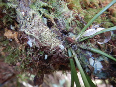 Haplopteris ensiformis