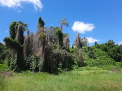 Amphilophium crucigerum