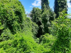 Amphilophium crucigerum