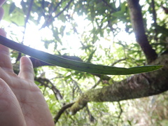 Haplopteris ensiformis