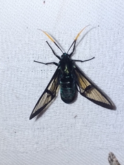 Nyridela acroxantha
