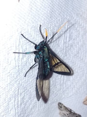 Nyridela acroxantha