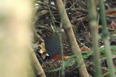 Arborophila rufogularis