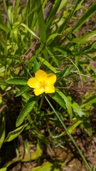 Turnera orientalis