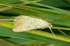 Evergestis extimalis