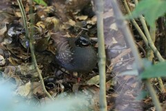 Arborophila rufogularis