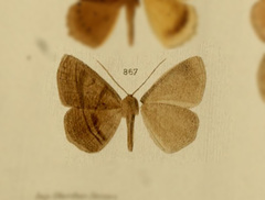 Sabulodes gortyniaria