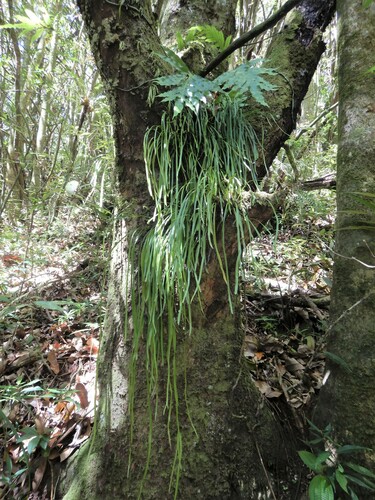 Haplopteris zosterifolia