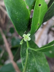 Euonymus pallidifolia