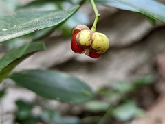 Euonymus pallidifolia