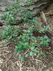 Euonymus pallidifolia