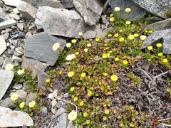 Leptinella pyrethrifolia