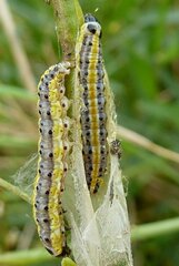 Evergestis extimalis