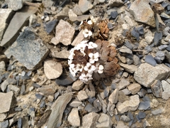 Notothlaspi rosulatum