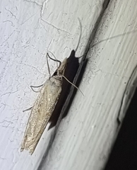 Culladia cuneiferellus