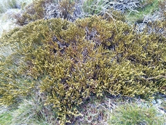 Veronica lycopodioides