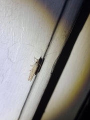 Culladia cuneiferellus