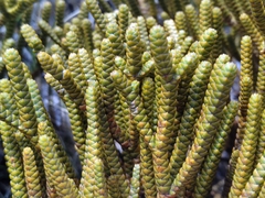 Veronica lycopodioides