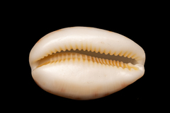 Lyncina vitellus