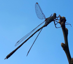 Chalcolestes viridis