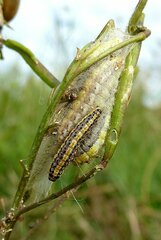 Evergestis extimalis