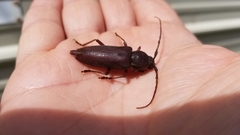 Enaphalodes hispicornis