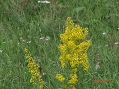 Solidago dahurica