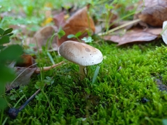 Hebeloma