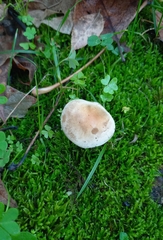 Hebeloma